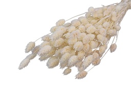 [2100000002795] Bund Phalaris white